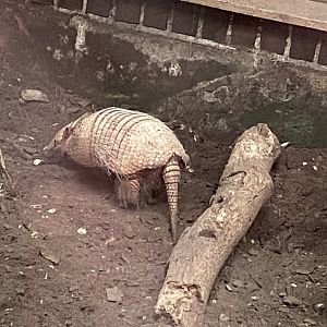 Six-banded armadillo 050924