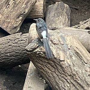 White-rumped shama 050924