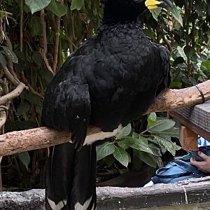 Yellow-knobbed curassow 050924