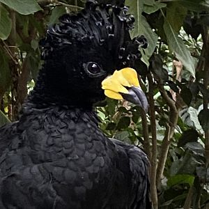 Yellow-knobbed curassow 050924