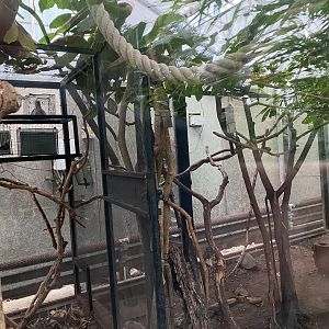 Goeldi’s monkey exhibit 050924