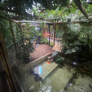 Cuvier’s dwarf caiman exhibit 050924