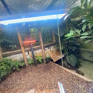 Cuvier’s dwarf caiman exhibit 050924