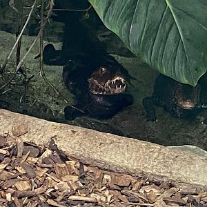 Cuvier’s dwarf caiman 050924