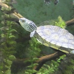 ID? - Cold Spring Harbor Fish Hatchery and Aquarium