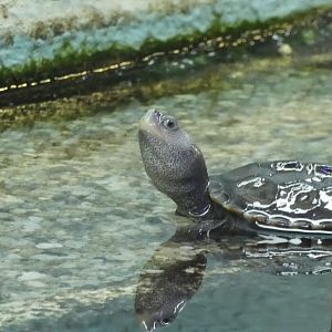 ID? - Cold Spring Harbor Fish Hatchery and Aquarium