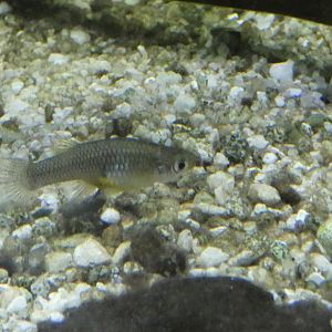 ID? - Cold Spring Harbor Fish Hatchery and Aquarium