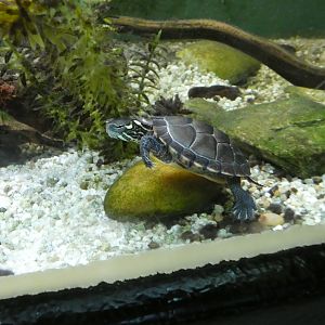 ID? - Cold Spring Harbor Fish Hatchery and Aquarium