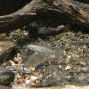 ID? - Cold Spring Harbor Fish Hatchery and Aquarium