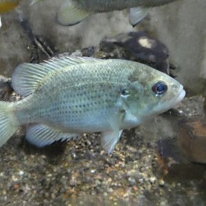 ID? - Cold Spring Harbor Fish Hatchery and Aquarium