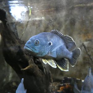 ID? - Cold Spring Harbor Fish Hatchery and Aquarium