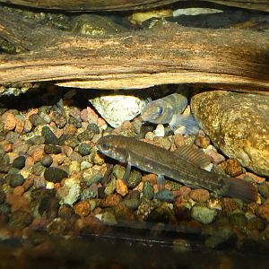 ID? - Cold Spring Harbor Fish Hatchery and Aquarium