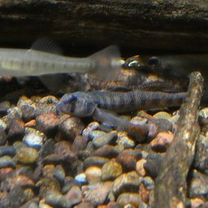 ID? - Cold Spring Harbor Fish Hatchery and Aquarium