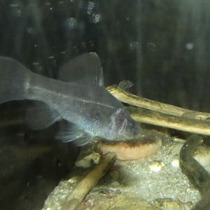 ID? - Cold Spring Harbor Fish Hatchery and Aquarium