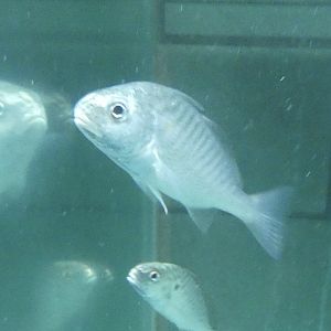 ID? - Cold Spring Harbor Fish Hatchery and Aquarium