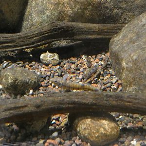 ID? - Cold Spring Harbor Fish Hatchery and Aquarium