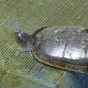 ID? - Cold Spring Harbor Fish Hatchery and Aquarium