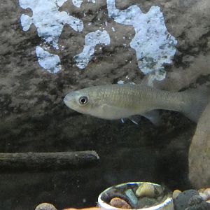 ID? - Cold Spring Harbor Fish Hatchery and Aquarium