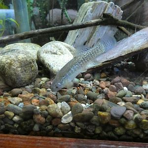 ID? - Cold Spring Harbor Fish Hatchery and Aquarium