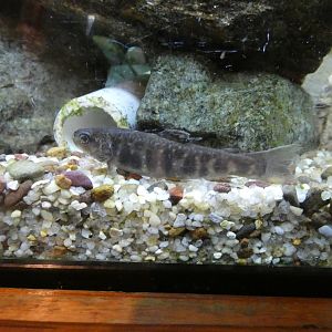 ID? - Cold Spring Harbor Fish Hatchery and Aquarium