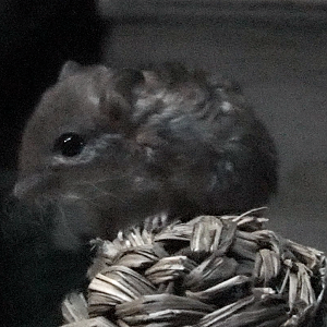 ID Help | Bronx Zoo Mouse House