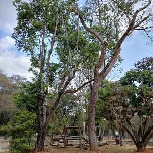 Spot the puma - Belo Horizonte zoo
