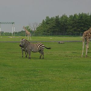 2014 - Grant's Zebras and Rothschild's Giraffes, Rocky Ridge Veldt