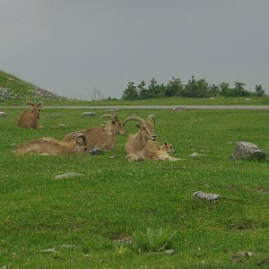 2014 - Barbary Sheep, Rocky Ridge Veldt