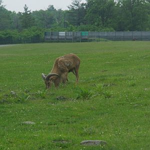2014 - Barbary Sheep, Rocky Ridge Veldt