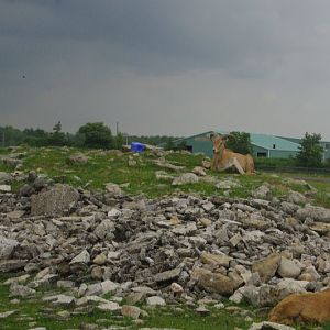 2014 - Barbary Sheep, Rocky Ridge Veldt