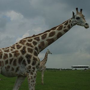 2014 - Rothschild's Giraffes, Rocky Ridge Veldt