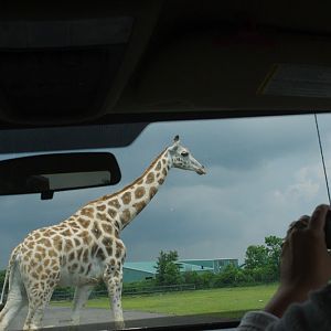 2014 - Rothschild's Giraffe, Rocky Ridge Veldt