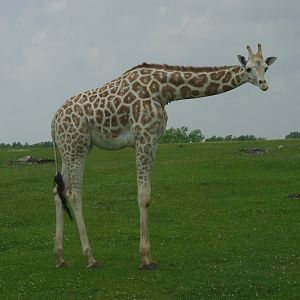 2014 - Rothschild's Giraffe, Rocky Ridge Veldt