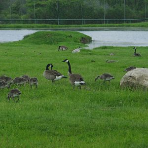2014 - Canada Geese (wild)