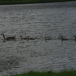 2014 - Canada Geese (wild)