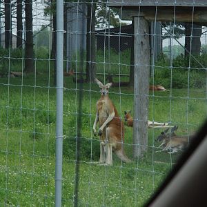 2014 - Red Kangaroos