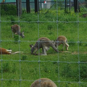 2014 - Red Kangaroos