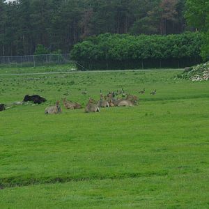 2014 - Yaks, Nilgai and Canada Geese, Eurasia
