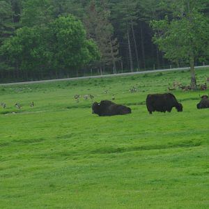 2014 - Yaks, Mouflon and Canada Geese, Eurasia