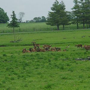 2014 - Mouflon and Canada Geese, Eurasia