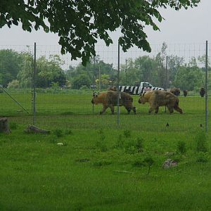 2014 - Sichuan Takin, American Bison and Rock Doves