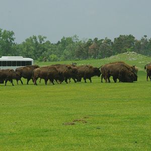 2014 - American Bison and Wapiti, North America