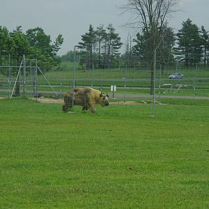 2014 - Sichuan Takin