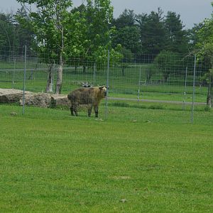 2014 - Sichuan Takin