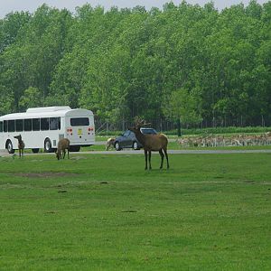 2014 - Wapiti and European Fallow Deer, North America