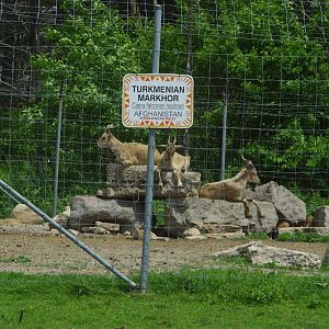 2014 - Turkmenian Markhor