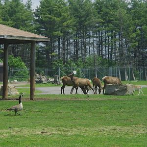 2014 - Wapiti, European Fallow Deer, Canada Geese and Turkmenian Markhor
