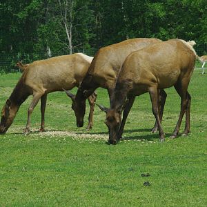 2014 - Wapiti and European Fallow Deer, North America