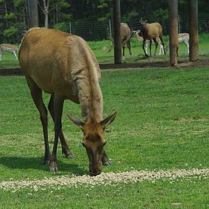 2014 - Wapiti and European Fallow Deer, North America