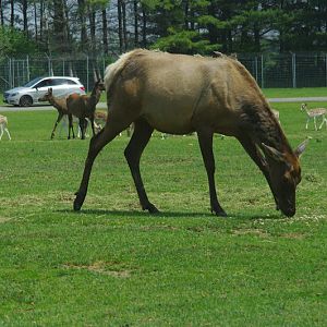 2014 - Wapiti and European Fallow Deer, North America